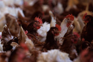 FILE PHOTO: Cage-free chickens are shown inside a facility at Hilliker's Ranch Fresh Eggs in Lakeside