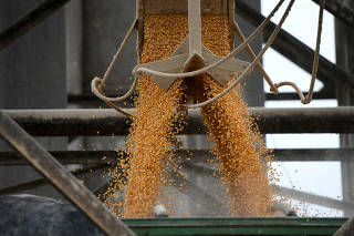 FILE PHOTO: Yellow corn imported from Brazil at a warehouse in the port of Tuxpan, in Veracruz state, Mexico