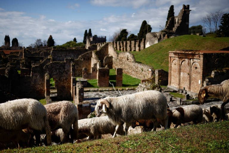 Ovelhas comem grama na antiga cidade tomana de Pompeia, como parte de um projeto arqueológico de preservação 