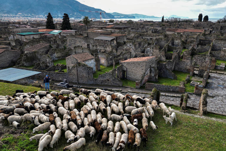 Ovelhas ajudam a preservar ruínas da antiga cidade romana de Pompeia
