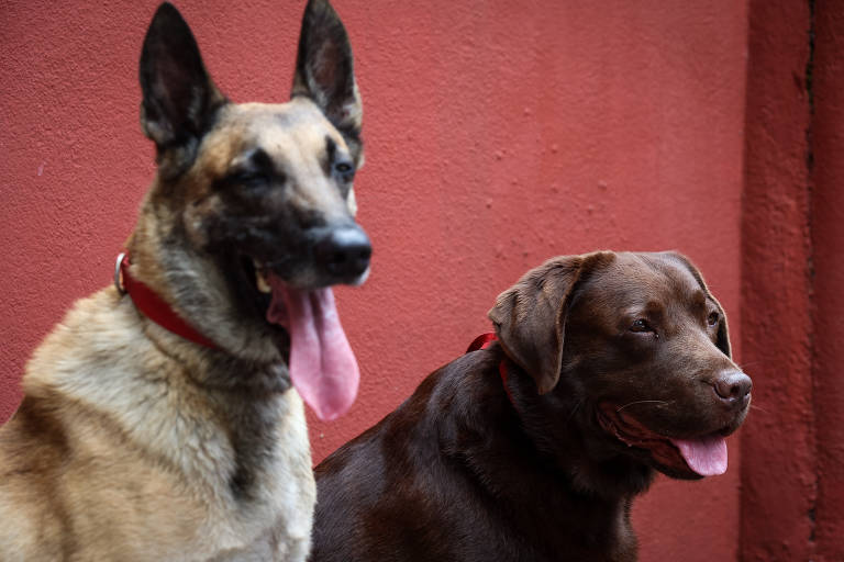 Imagem colorida mostra um cão da raça pastor, à esquerda, e um labrador marrom, à direita.