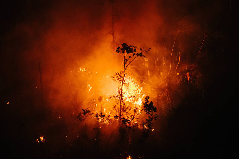 Floresta amazônica pegando fogo