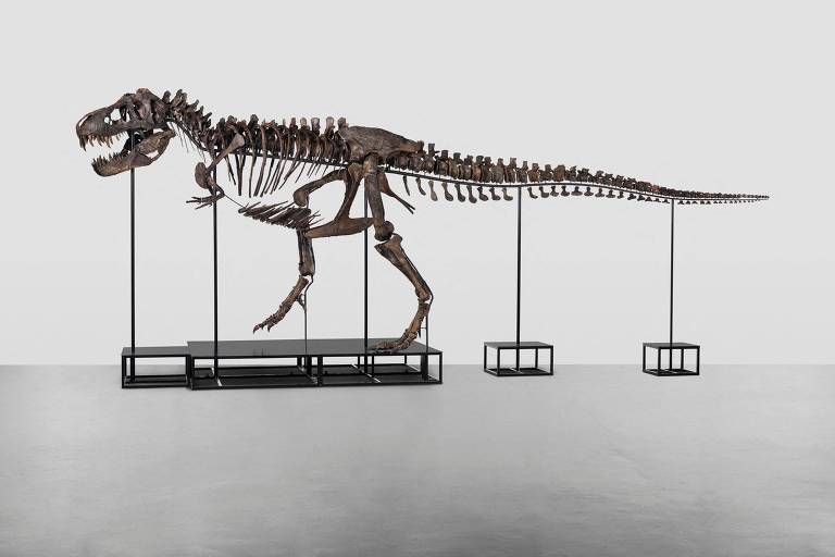 Pela primeira vez, esqueleto de T. rex é posto à venda na Europa