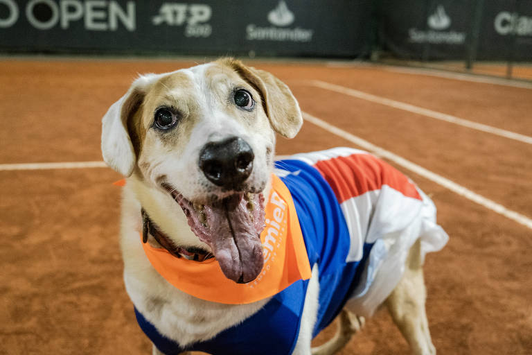 CãoDulas: Cachorros que foram ao Rio Open ainda buscam adoção; veja fotos