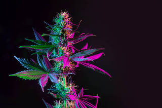 Purple green marijuana cannabis plant on black background.