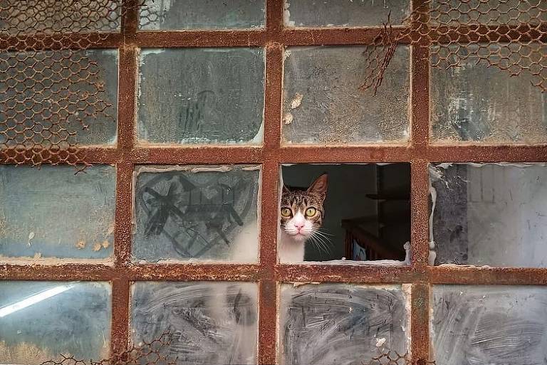 Perfil reúne fotos de gatos espiando a vida alheia em janelas