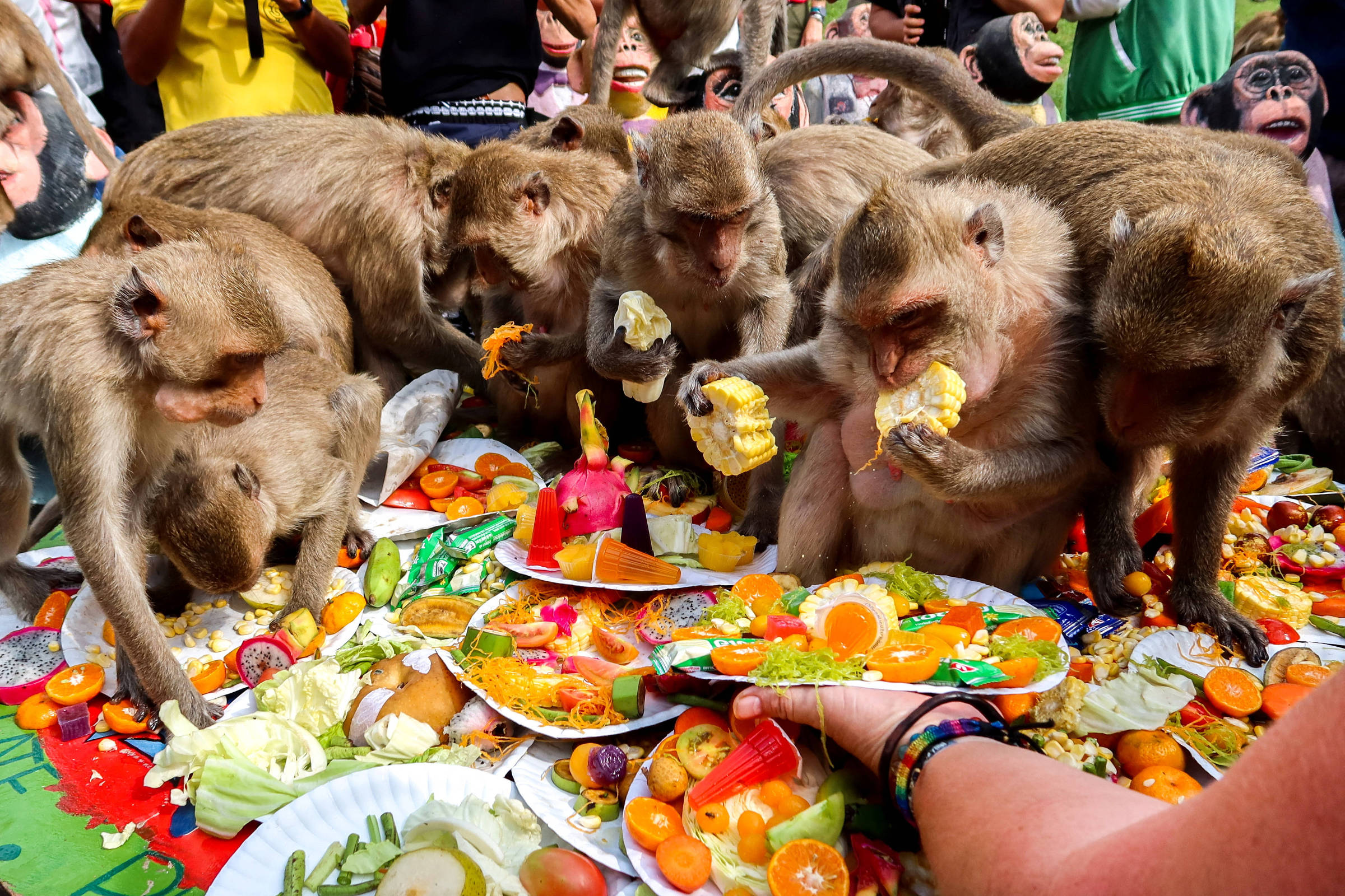 É permitido ter um macaco como animal de estimação?