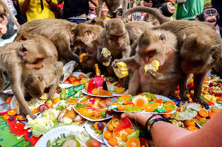 Annual Monkey Festival in Thailand's Lopburi province