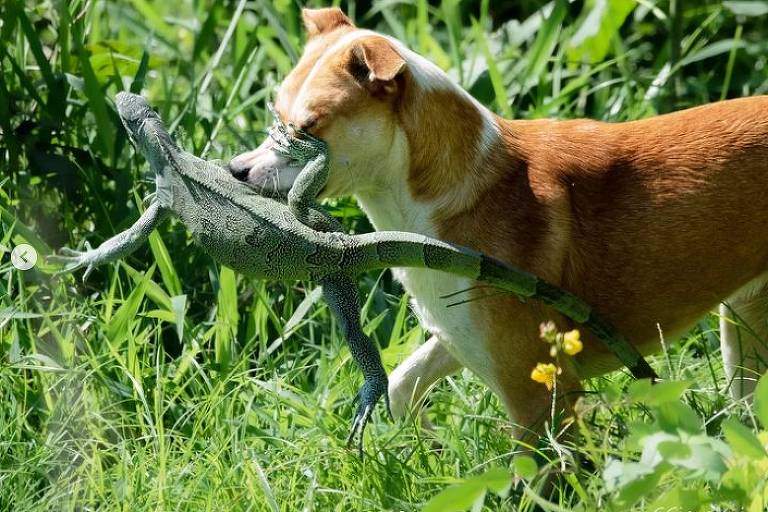 Cachorro caça iguana no Pantanal