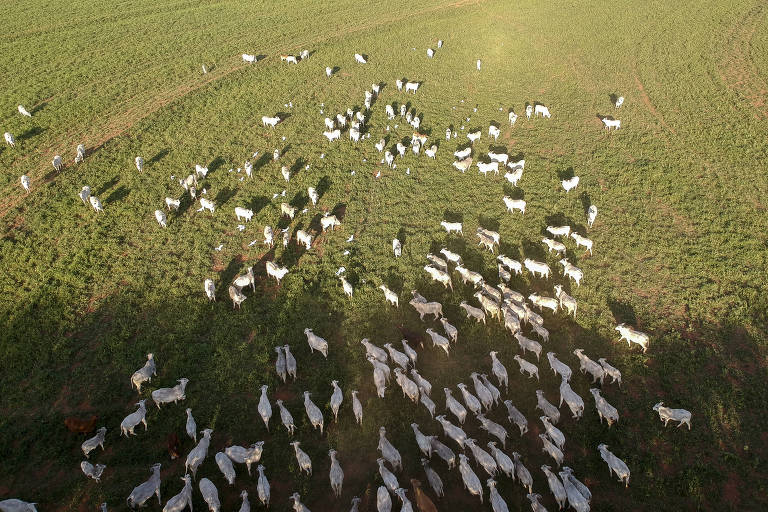 Rebanho de gado para corte da raça nelore na pastagem em fazenda de Marília (SP)