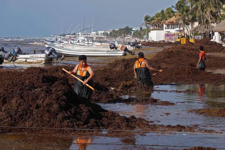 Mexicanos removem algas da praia del Carmen em abril do ano passado; este ano, a mancha já está chegando novamente ao Golfo do México e Flórida (EUA)
