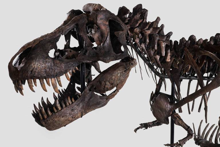 Tyrannosaurus rex está no centro de debate sobre a inteligência dos dinossauros