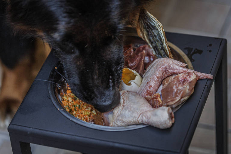 Cachorro comendo carnes cruas
