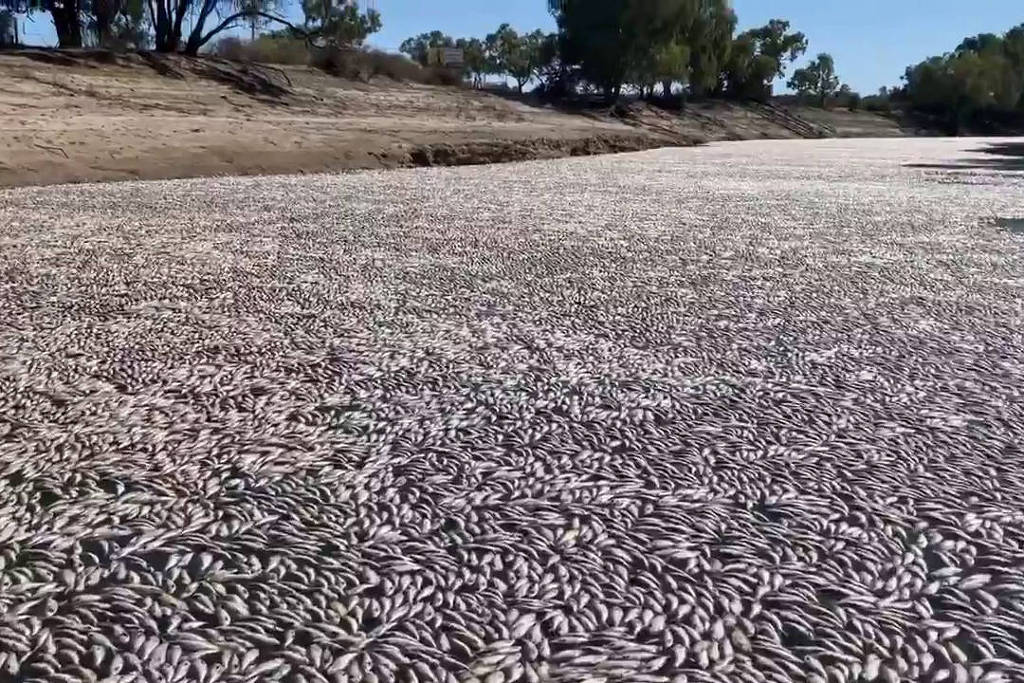 Millions of dead fish block Australian river – 03/18/2023 – Environment