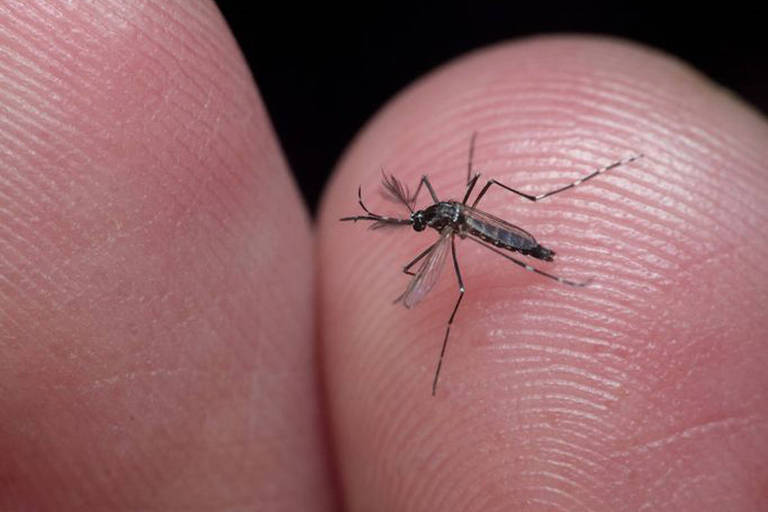 Nova vacina contra dengue aprovada no Brasil representa o fim de epidemia histórica?