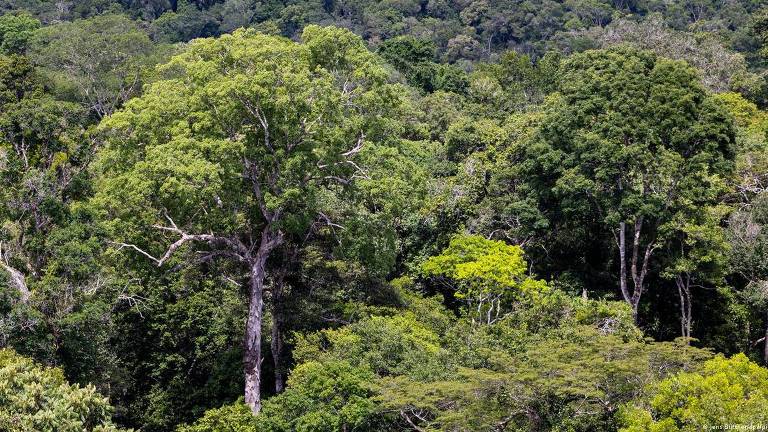 Visão aérea do santuário de árvores gigantes da Amazônia