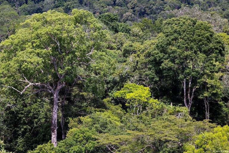 Garimpo ameaça santuário de árvores gigantes na Amazônia