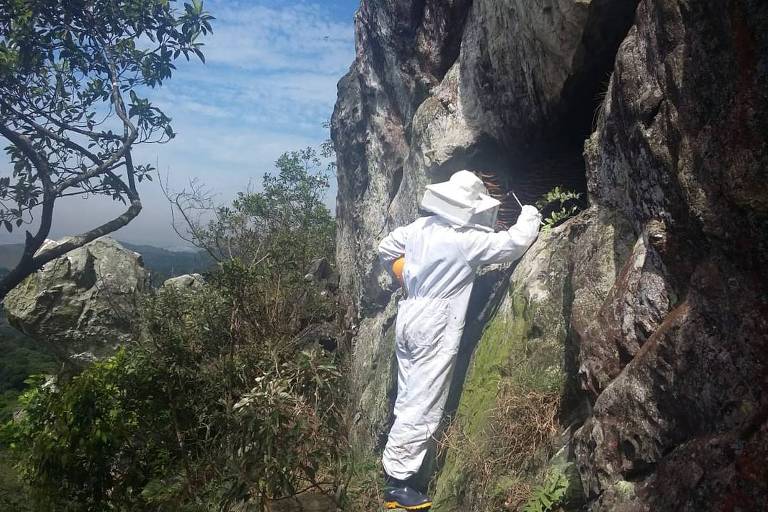 Abelhas são retiradas de fenda na via C3 de escalada no parque estadual do Jaraguá