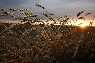 Wheat is seen during sunset in a field of a Yubileiny private agrarian farm near the village of Lakino
