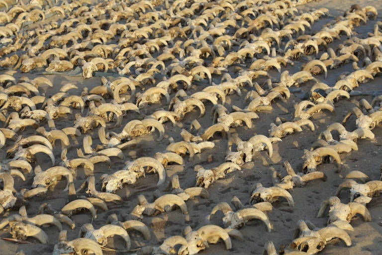 Egito descobre mais de 2.000 cabeças de carneiro mumificadas