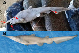 A comparison of the goblin shark specimen found by a citizen scientist on the island of Anafi in Greece, top, and a juvenile female found in waters off Japan. (Giannis Papadakis, top; Nicholas Straube, bottom, via The New York Times)