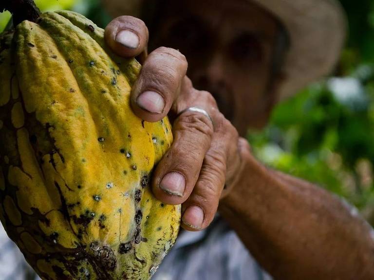 Um homem segura uma unidade de fruto de cacau com a mão esquerda, colhendo o fruto da árvore