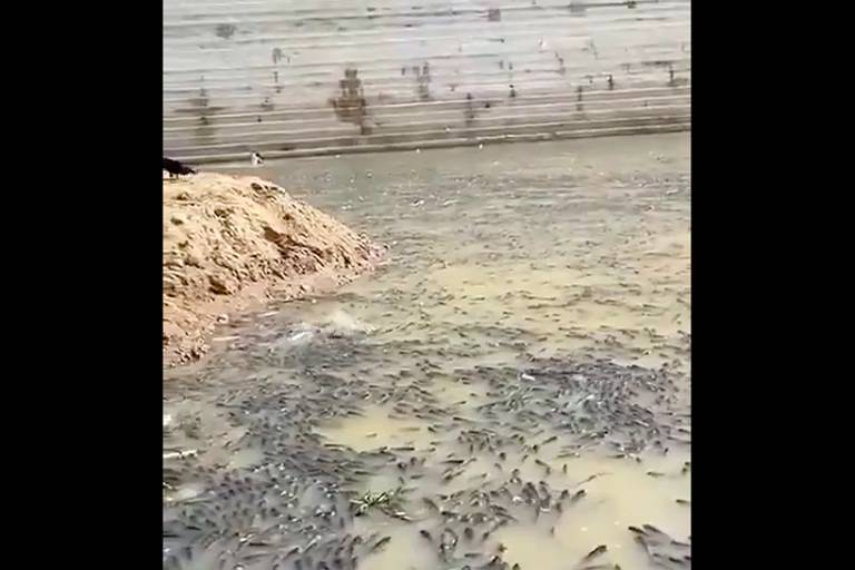 Captura de tela com imagem de vídeo vertical no centro (bordas são pretas) mostra grande quantidade de peixes em área com pouca água