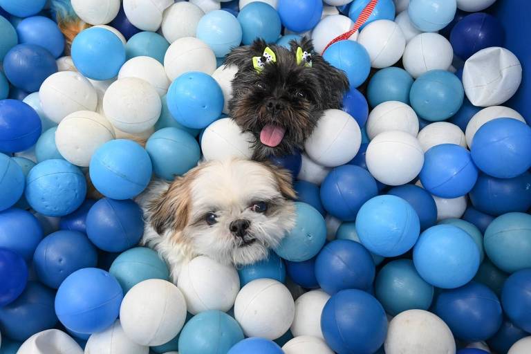 Shopping Higienópolis faz Pet Day com desfile de fantasias e feira de adoção