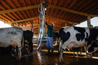 Vacas durante ordenha na queijaria Roça da Cidade, São Roque de Minas (MG)