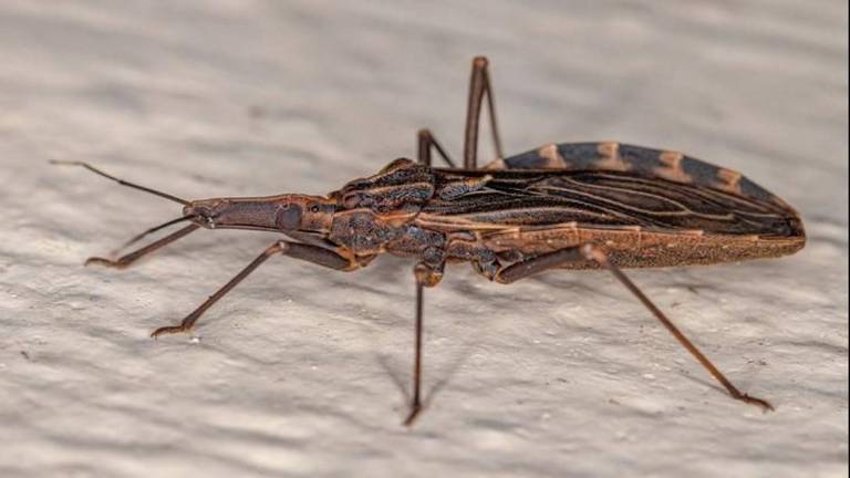O inseto barbeiro é o transmissor do protozoário Trypanosoma cruzi, que causa a doença de Chagas