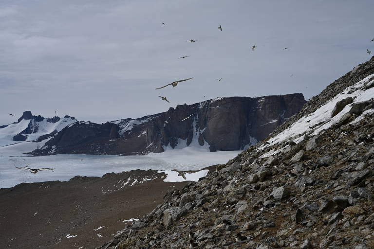 Nevascas fazem com que aves não consigam se reproduzir na Antártida
