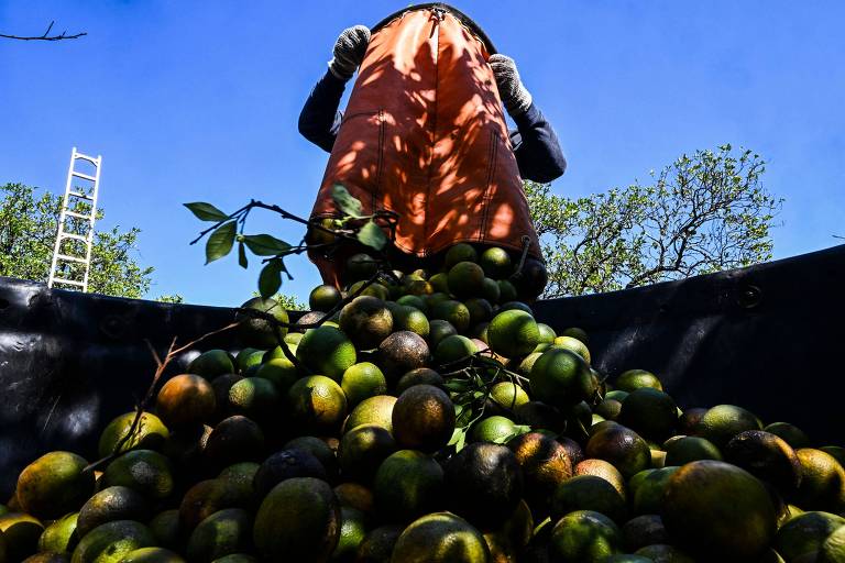 21 ideias de Frutas em 2023  minha galeria de fotos, imagem