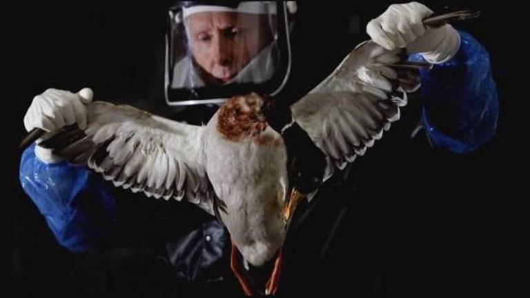 Homem com roupa e máscara de proteção contra contaminação segura as asas de um pássaro