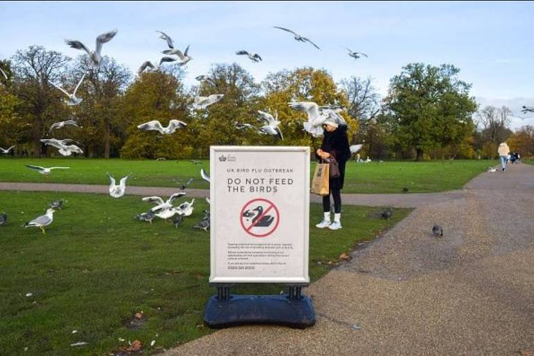 Mulher joga comida para pássaros em parque. No Reino Unido, foram instaladas placas pedindo que as pessoas não alimentem as aves para evitar o contato com o vírus da gripe aviária