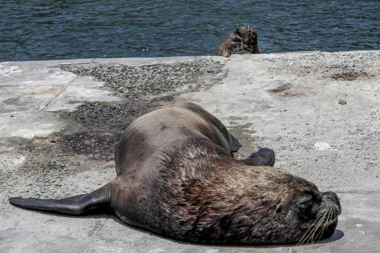 Milhares de leões marinhos morreram de gripe aviária na costa do Peru
