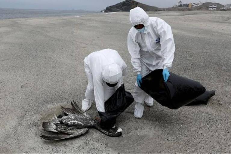 Dois homens com roupas e máscaras de proteção contra contaminação recolhem ave morta em praia