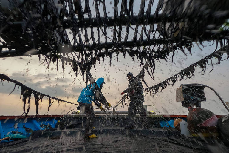 Fileiras de algas marinhas são puxadas por dois agricultores de algas para dentro de um barco enquanto água voa para todos os lados