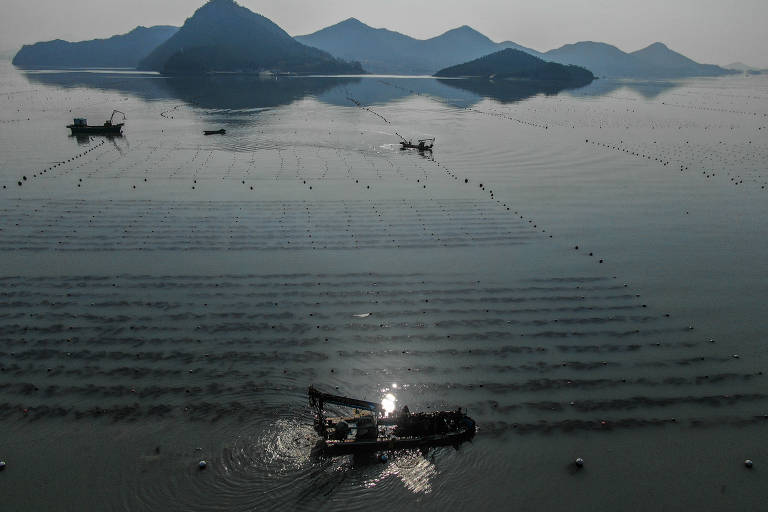 Agricultores em barcos fazem a colheita de algas no mar