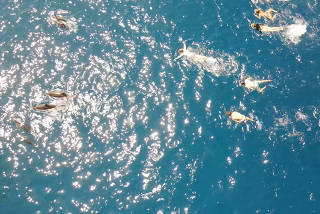 Group of swimmers allegedly harass pod of wild dolphins in Hawaii