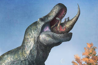An undated illustration shows a juvenile Edmontosaurus disappearing into the enormous lipped mouth of Tyrannosaurus