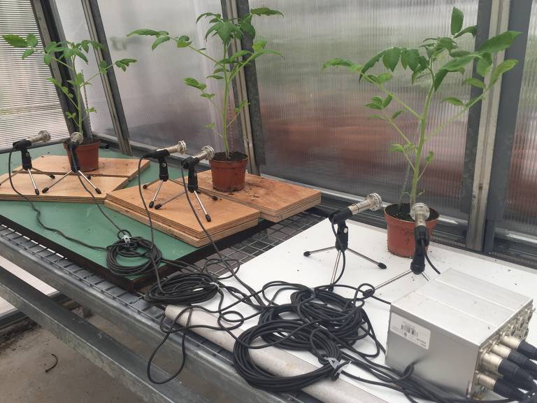 Microfones posicionados ao lado de tomateiros na pesquisa realizada pela Universidade de Tel-Aviv (ISR), na qual descobriu-se que as plantas emitem sons quando estressadas