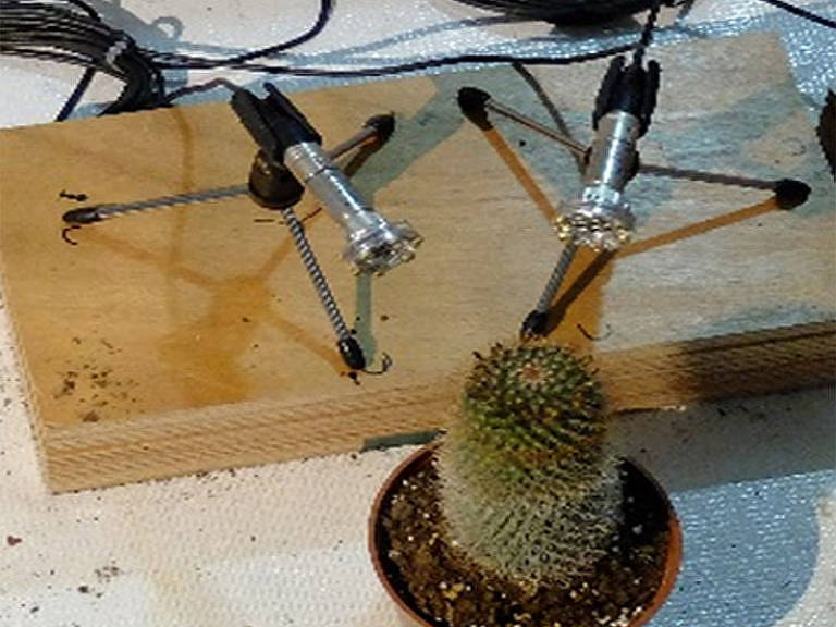 Microfones posicionados ao lado de um cacto na pesquisa realizada pela Universidade de Tel-Aviv (ISR), na qual descobriu-se que as plantas emitem sons quando estressadas