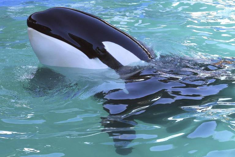 a foto mostra uma orca dentro de um aquário, característica por sua pele preta e branca
