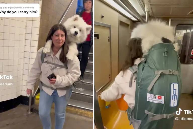 Cachorro de 24 quilos é transportado em mochila