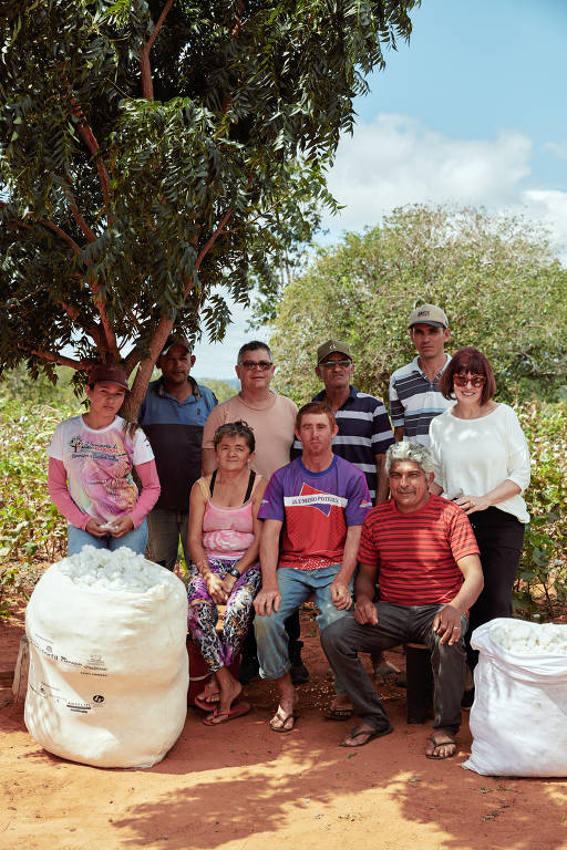 Algodão é cultivado por pequenos agricultores, que usam terreno para plantar fibra em consórcio com feijão e mandioca