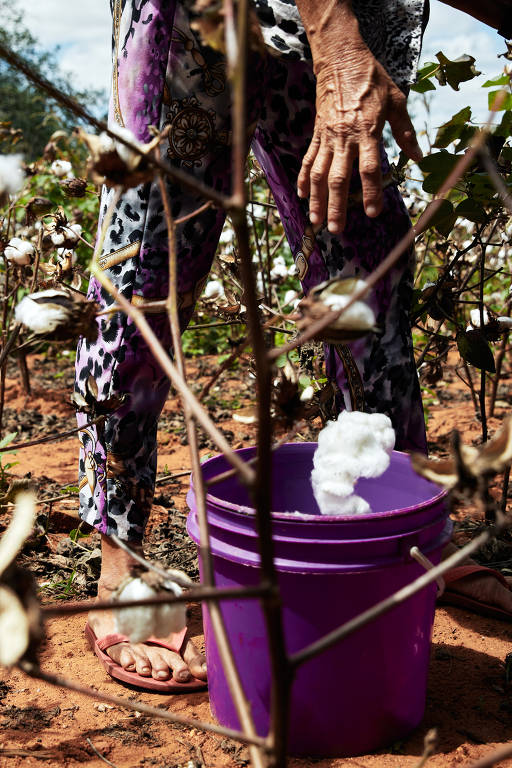 Nos anos 1980, praga dizimou campos de algodão e deixou nordestinos sem opção 