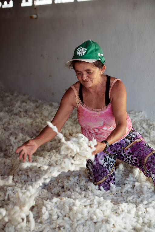 Cultivo do algodão é feito por pequenos agricultores  que contam com apoio técnico para manejo orgânico
