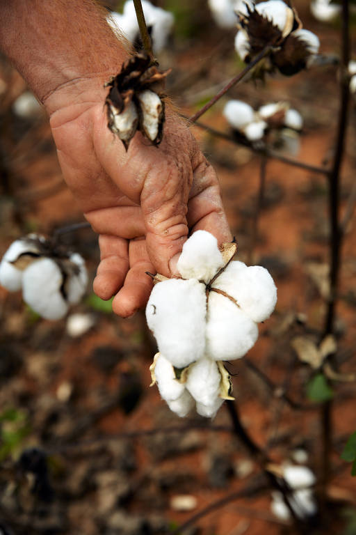 Produção de algodão tem destino certo e famílias recebem pagamento após 24 horas da venda