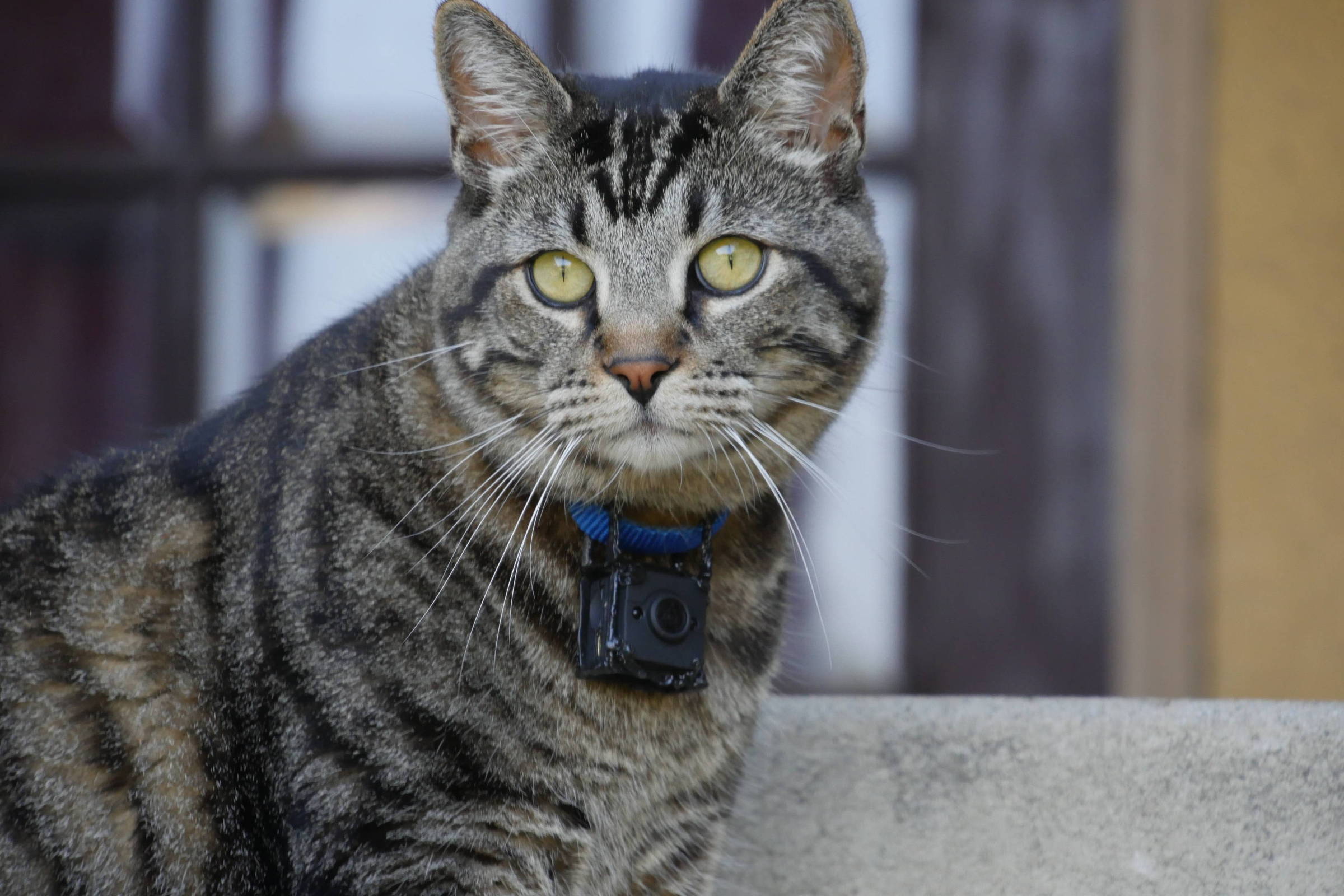 Quantos gatos você viu na imagem? Nessa fase existem 5 gatinhos espal