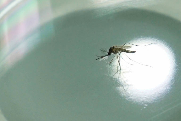 Em 10 anos no Brasil, chikungunya atingiu 60% das cidades e afetou mais as mulheres